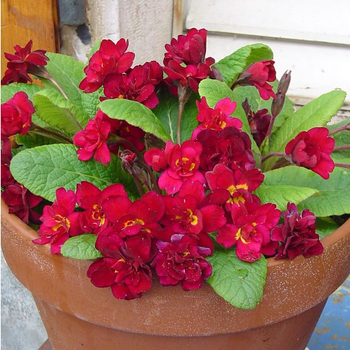 Visuel 1 du produit Primevère double Belarina 'Carmen' - Le pot de 1 litre