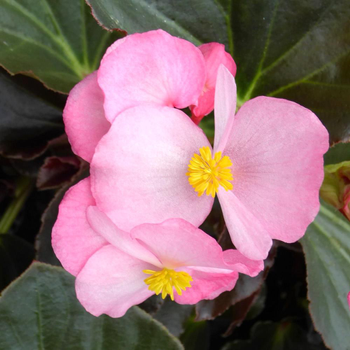 Visuel 1 du produit Begonia Big Feuilles Bronzes Fleurs Roses. Le pot de 1 litre