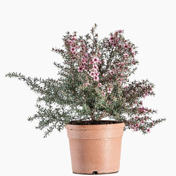 Visuel 1 du produit Leptospermum (Myrte de Nouvelle Zélande) touffe en pot de 3 L rose
