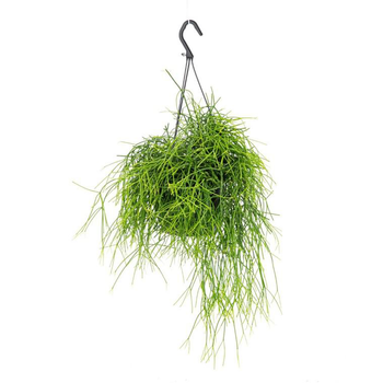 Visuel 1 du produit Rhipsalis Cassutha suspension Ø15xH35 cm