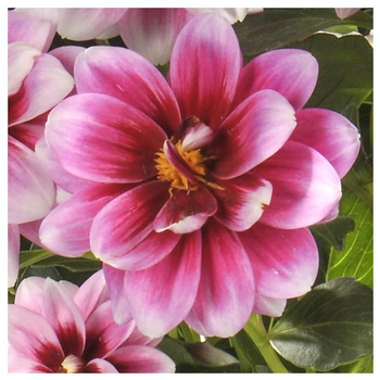 Visuel 1 du produit Dahlia nain. Le pot de 16/21 cm