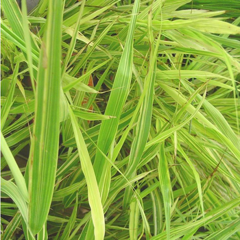 Visuel 1 du produit Hakonechloa Mince 'Aureola' - Le pot de 1 litre