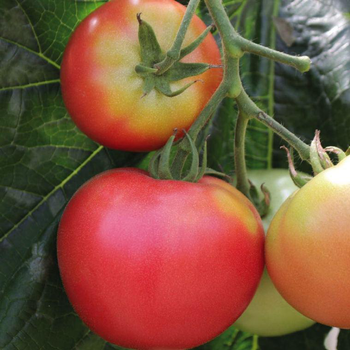 Visuel 1 du produit Tomate ronde Rose De Berne Fenda bio. La barquette de 3 plants