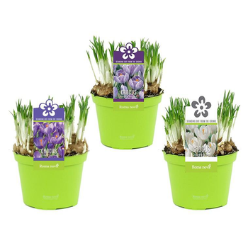Visuel 1 du produit Crocus - Le pot de 1 litre