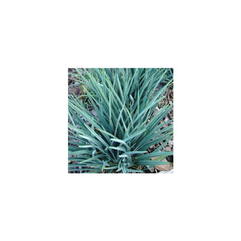 Visuel 1 du produit Dianella Caerulea Revoluta Coolvista - Le pot de 2 litres