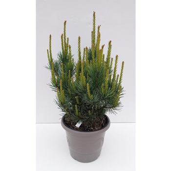 Visuel 1 du produit Pin sylvestre (Pinus Sylvestris) Watereri. Le pot déco de 5 litres