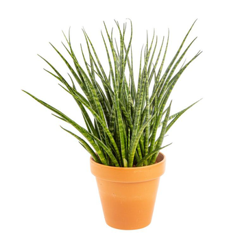 Visuel 1 du produit Sansevieria Fernwood Mikado avec cache-pot en terre cuite Ø 16 cm