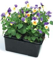 Visuel 1 du produit Viola Cornuta - La barquette de 6 plants
