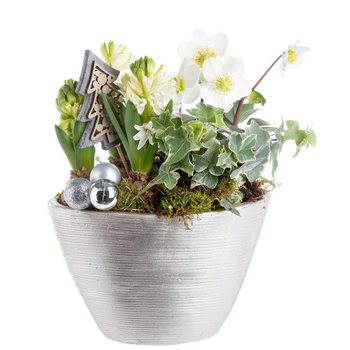 Visuel 1 du produit Composition de Noël pagode de jacinthes hellebore multicolore