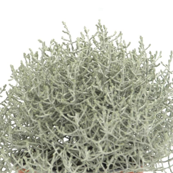 Visuel 1 du produit Calocephalus Brownii - Le pot de 2 litres