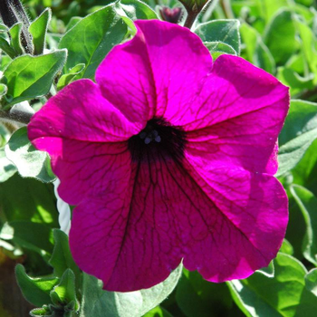 Visuel 1 du produit Pétunia retombant - La coupe de 30 cm