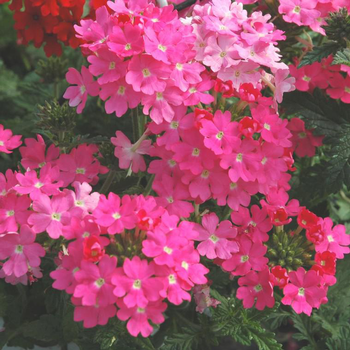 Visuel 1 du produit Verveine retombante multicolore. Le pot de 1 litre