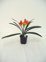 Visuel 1 du produit Clivia Miniata Hauteur 40/60 cm - Pot Ø 13 cm