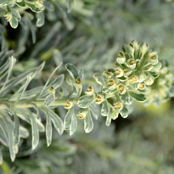 Visuel 1 du produit Euphorbe silver swan wilcott vert en pot de 2 L