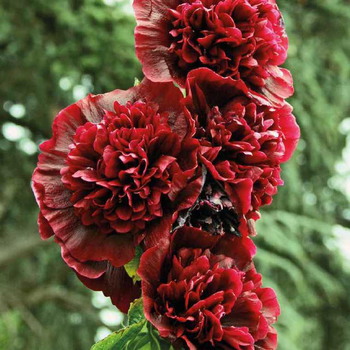 Visuel 1 du produit Rose Trémière rouge - Le pot de 9 x 9 cm