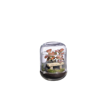 Visuel 1 du produit Terrarium autonome Capsule Landscape botanic®