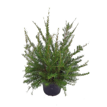 Visuel 1 du produit Grevillea Juniperina – Pot de 5L
