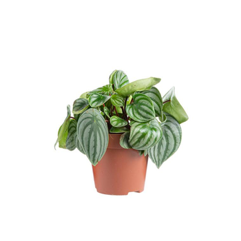 Visuel 1 du produit Peperomia Argyreia Ø 12cm