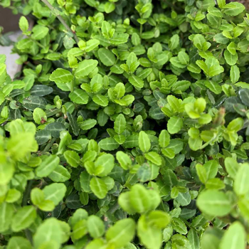 Visuel 1 du produit Fusain du Japon Microphyllus vert. Le pot de 2 litres, 25/30 cm