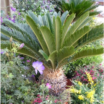 Visuel 1 du produit Cycas Revoluta ou faux palmier vert en pot de 50 L