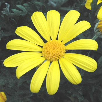 Visuel 1 du produit Euryops Chrysanthemoides - Le pot de 13 cm