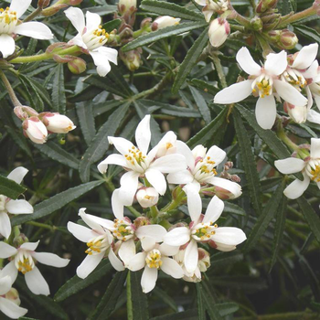 Visuel 1 du produit Choisya 'aztec pearl'