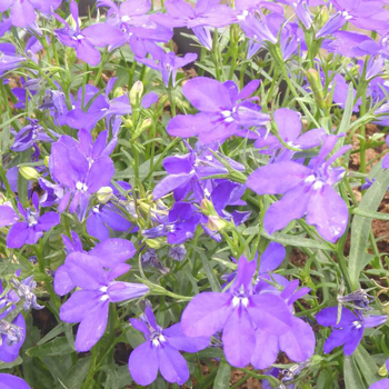 Visuel 1 du produit Lobelia ou lobélie - Le pot de 13 cm