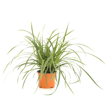 Visuel 1 du produit Carex Morrowii Ice Dance - Le pot de 12 cm