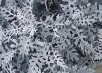 Visuel 1 du produit Cinéraire maritime ou Séneçon cinéraire. Le pot de 1 litre