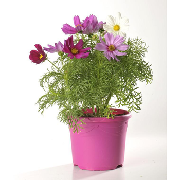 Visuel 1 du produit Cosmos - Le pot de 2,5 litres