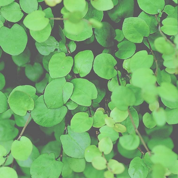 Visuel 1 du produit Muehlenbeckia complexa ou cheveux de Vénus - Le pot de Ø 9-12 cm