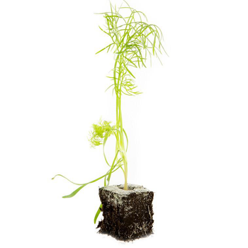 Visuel 1 du produit Fenouil Solaris Bio - La motte de 4 x 4 cm