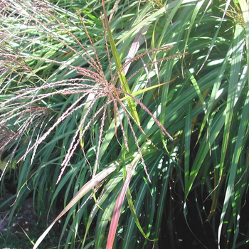 Visuel 1 du produit Miscanthus ou eulalie - Le pot de 4,5 litres.