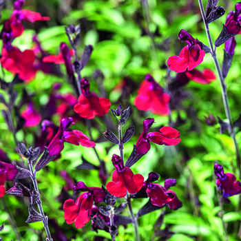 Visuel 1 du produit Sauge vivace Bordeaux botanic®. Le pot de 3 litres