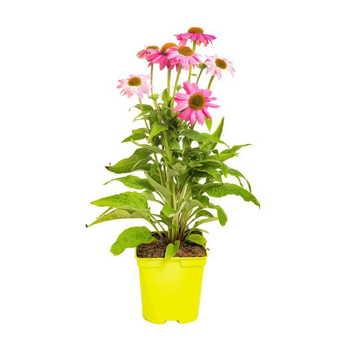 Visuel 1 du produit Rudbéckia rouge - Le pot de 9 x 9 cm