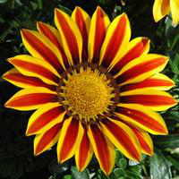 Visuel 1 du produit Gazania - Le pot de 2 litres