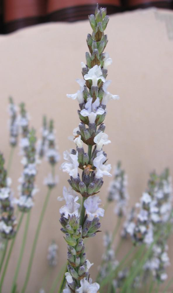 Visuel 1 du produit Lavande Edelweiss coloris blanc – 3 L