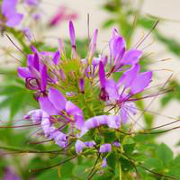 Visuel 1 du produit Cléome - Le pot de 10.5 cm