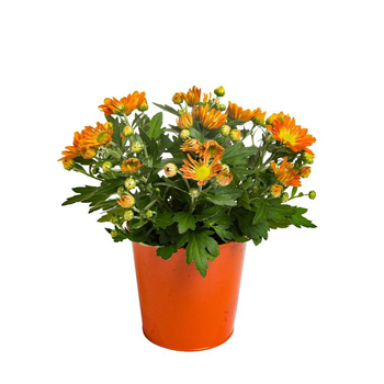 Visuel 1 du produit Mini Chrysanthème - Avec cache-pot