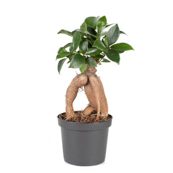 Visuel 1 du produit Ficus Ginseng vert. Le pot Ø 20 cm