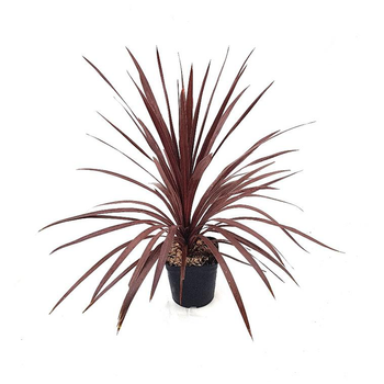 Visuel 1 du produit Cordyline Australis Red Star touffe en pot de 3 L rouge