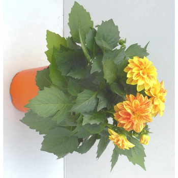 Visuel 1 du produit Dahlia Nain de Bouture - Le pot de 10.5 cm
