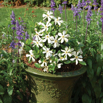 Visuel 1 du produit Gardenia Pinwheel blanc en pot de 4 L