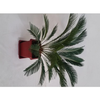 Visuel 1 du produit Cycas Revoluta ou faux palmier vert en pot carré de 13,5 L