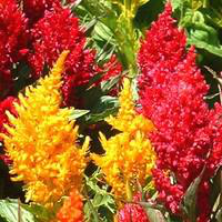 Visuel 1 du produit Célosie plumeuse - La coupe de 25 cm