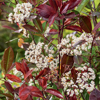 Visuel 1 du produit Photinia ‘Red Robin’ rouge. Le pot de 7L