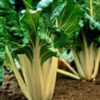 Visuel 1 du produit Poiree Verte A Cardes Blanches Bio. La barquette de 3 plants