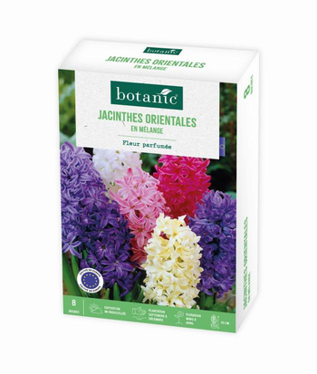 Visuel 1 du produit Jacinthe botanic® - 8 bulbes