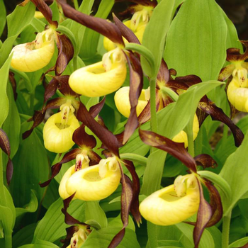 Visuel 1 du produit Sabot de Venus Vivace jaune - Le pot de 1 litre