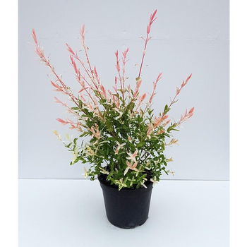 Visuel 1 du produit Saule Crevette - pot 5 L